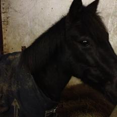 Anden særlig race Kiabella