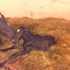 Hannoveraner Bielfire Choice (solgt)  