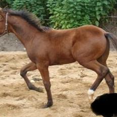 Dansk Varmblod KATHRINESMINDES SIR LANCELOT