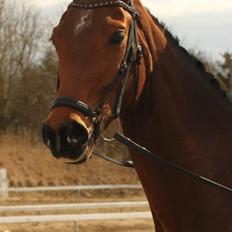 Dansk Varmblod Baunehøjens Florida