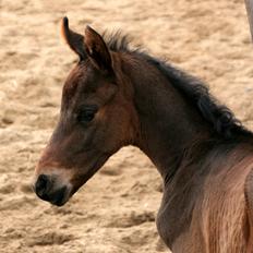 Dansk Varmblod Rosenheim