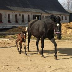 Dansk Varmblod Holstegårds Chosen One (solgt)  