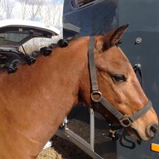 New Forest Darinko Star