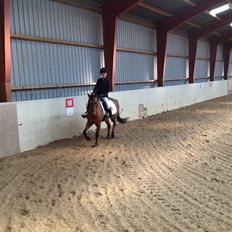 New Forest Darinko Star