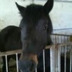 New Forest Miss bella R.I.P