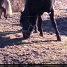 New Forest Miss bella R.I.P
