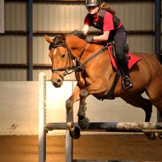 Anden særlig race Santina