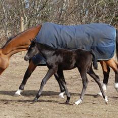 Oldenborg Amour´s Tamala