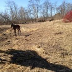 Anden særlig race Surprise Me<3