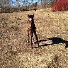 Anden særlig race Surprise Me<3