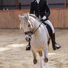 Anden særlig race Miss Perfect *solgt*