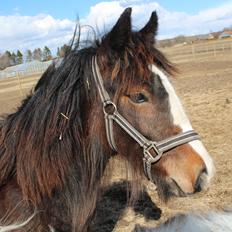 Irish Cob Lucy Caomh af Lærkegaarden