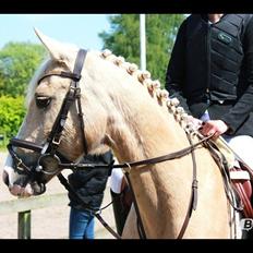 Palomino Yabadoo