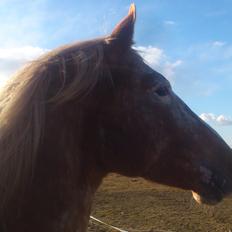 Appaloosa Mister Sebrano