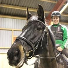 Oldenborg Zafir *Rideskole hest*