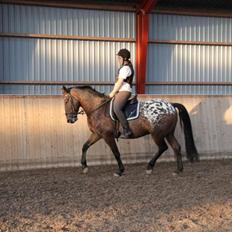 Appaloosa Rasmus *Rideskole hest*