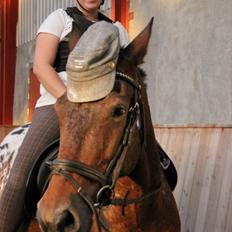 Appaloosa Rasmus *Rideskole hest*