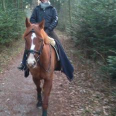 Dansk Varmblod Bæklunds Larissa