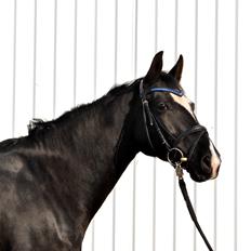 Anden særlig race Beauty "BÆSTET"  <3