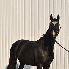 Anden særlig race Beauty "BÆSTET"  <3