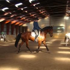 Anden særlig race Skyboy af Aalborgdal