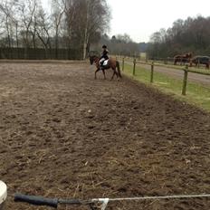Welsh Pony (sec B) Stoak Laura (Stoakie)
