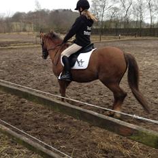 Welsh Pony (sec B) Stoak Laura (Stoakie)