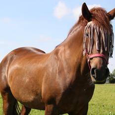 Anden særlig race Martha