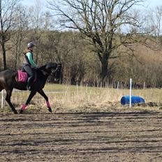 Trakehner Søndergårds Pegasus