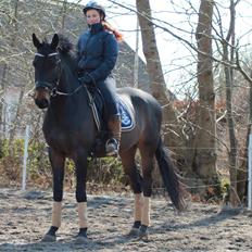 Trakehner Søndergårds Pegasus