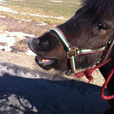 Shetlænder Sandfords Juventus