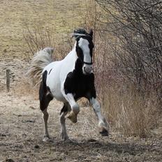 Anden særlig race Sunrise