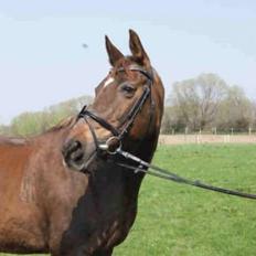 Anden særlig race Melissa