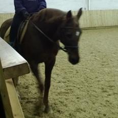 Anden særlig race Melissa