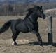 Welsh Pony af Cob-type (sec C) Llanstephan Joseff