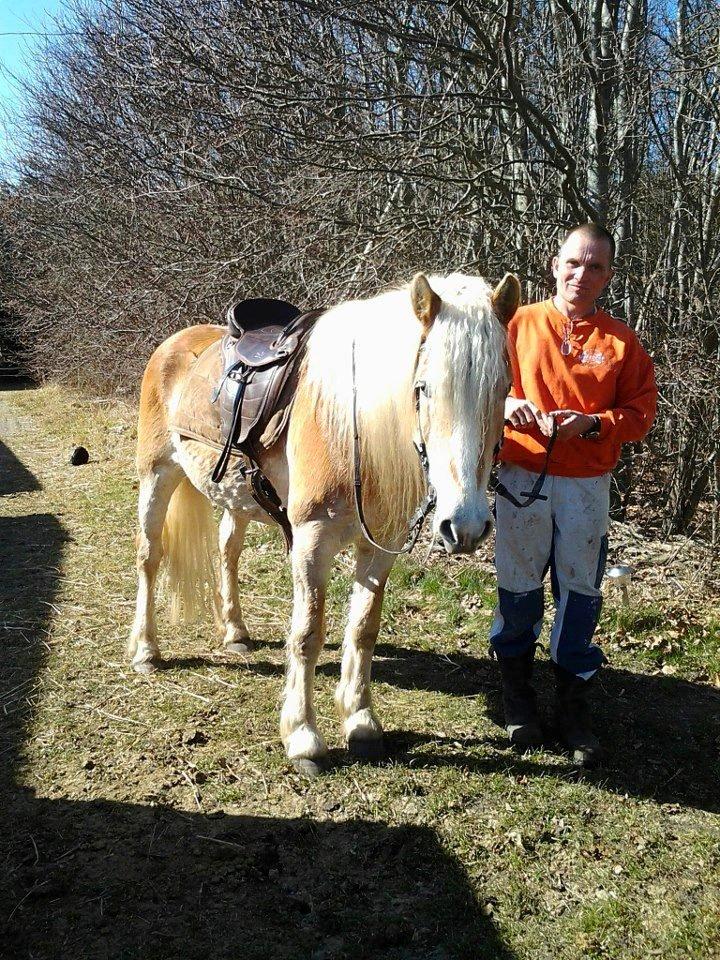 Haflinger Ulvira billede 8