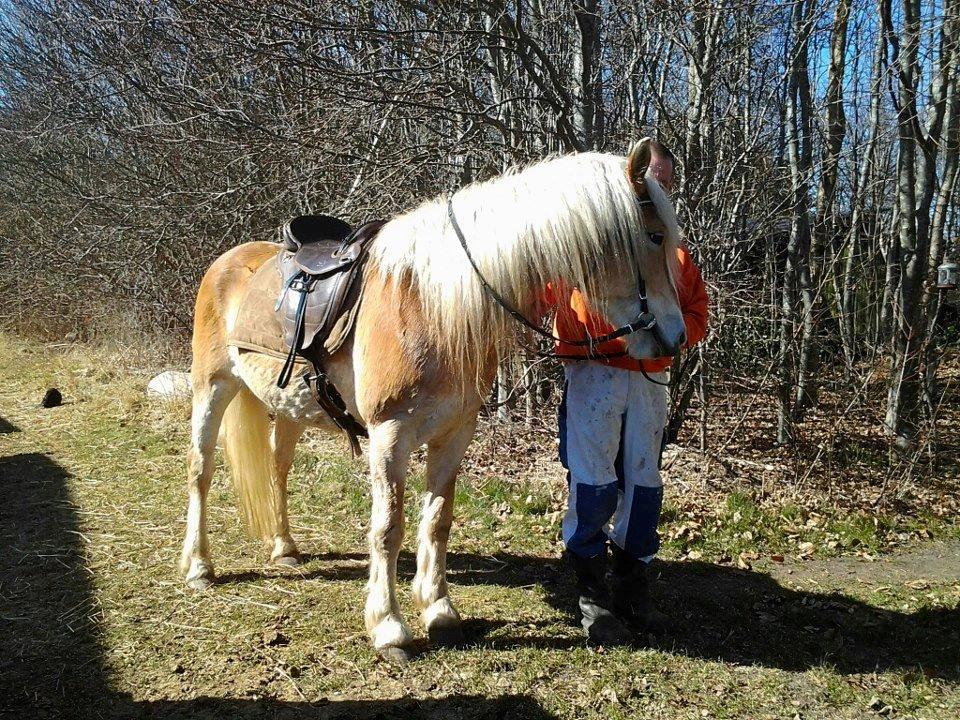 Haflinger Ulvira billede 20