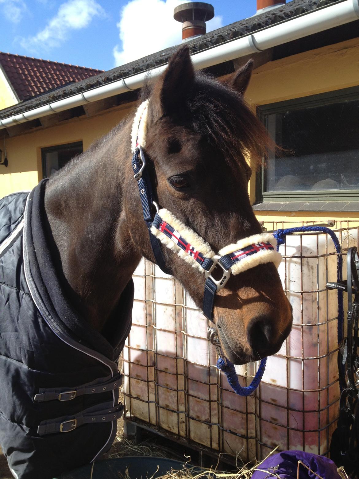 New Forest Bella - <3 billede 17