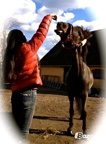 New Forest Bella - SMIIL ;-) billede 15