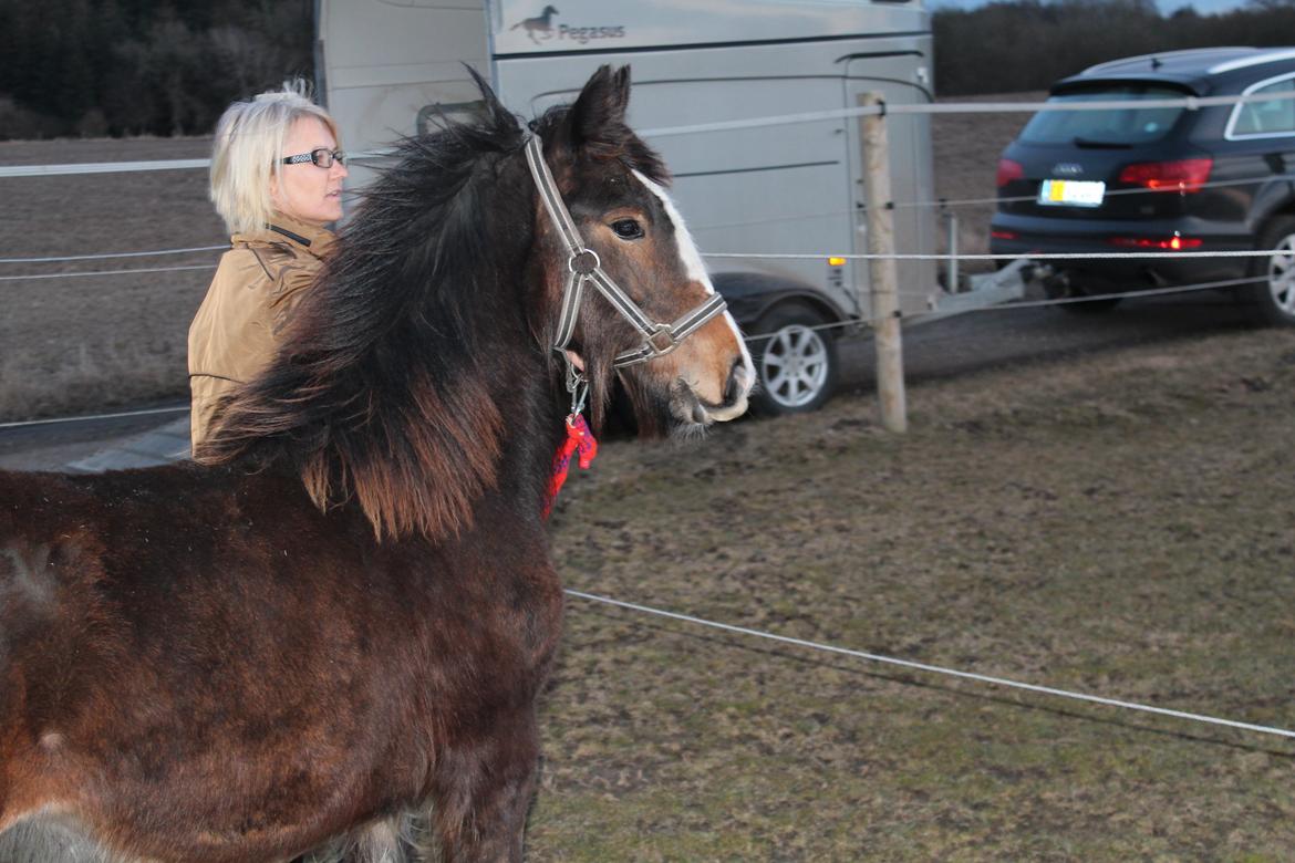 Irish Cob Lucy Caomh af Lærkegaarden - Det var nu rart at komme ud af den kasse efter 2½ time, og få strukket benene. Men turen gik nu rigtig godt. billede 8