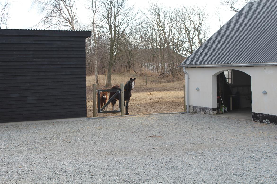 Irish Cob Lucy Caomh af Lærkegaarden - Lucy´s tidligere hjem ved Lone & Kim. Er næsten klar til at flytte. billede 2
