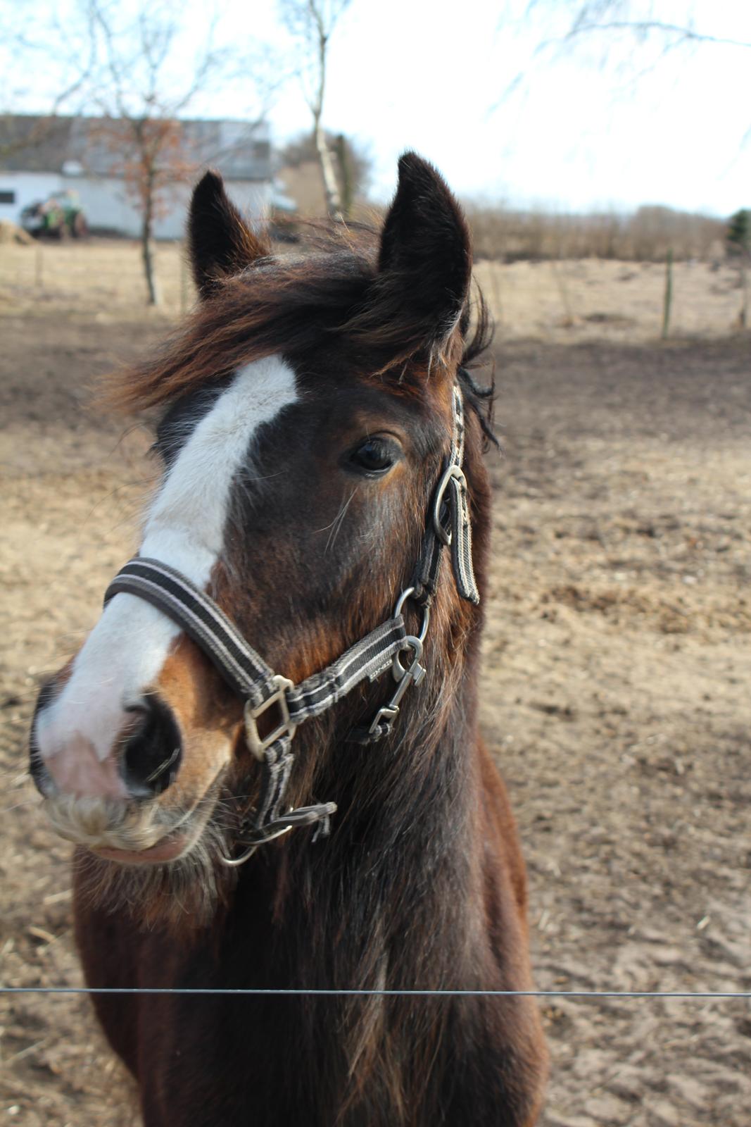 Irish Cob Lucy Caomh af Lærkegaarden - Smuk lille hoved. billede 4