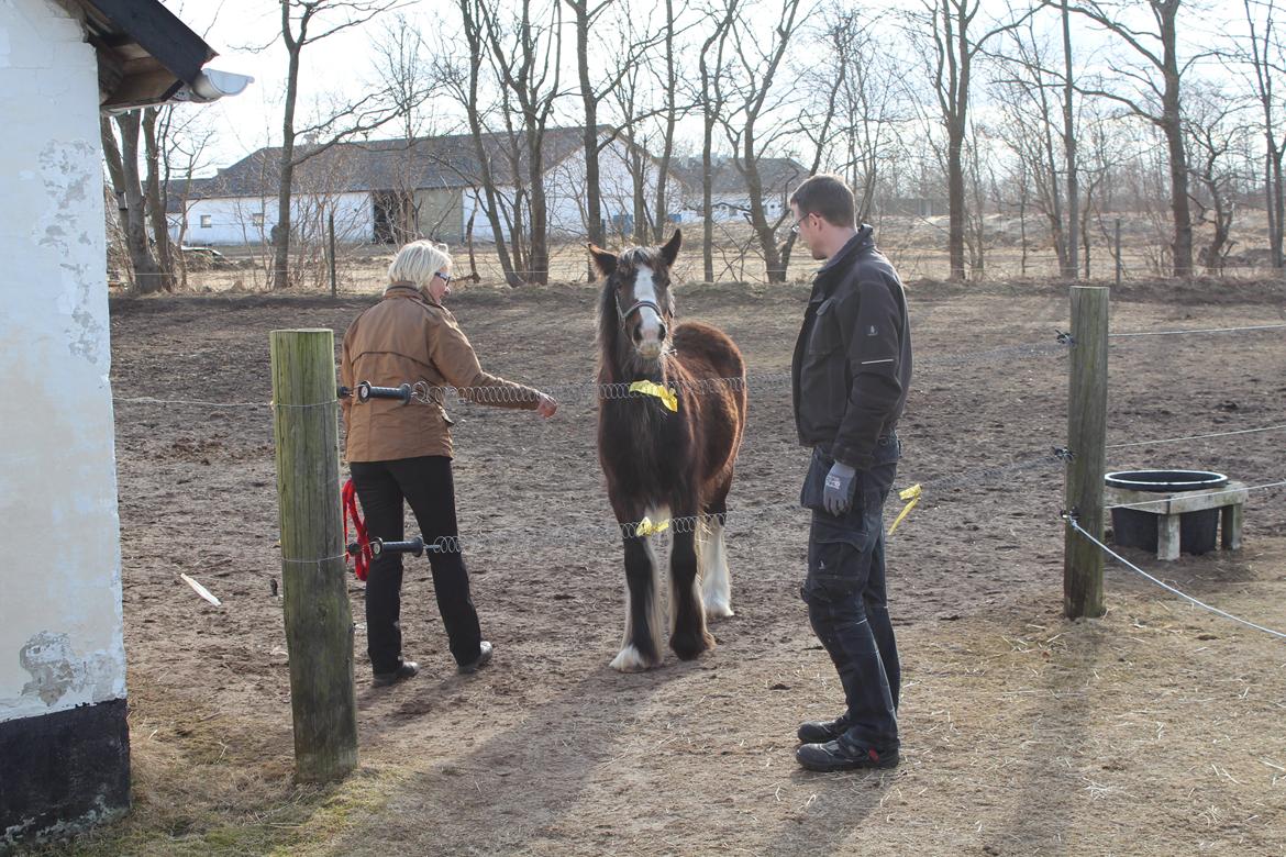 Irish Cob Lucy Caomh af Lærkegaarden - Lucy ser lidt mistænkeligt på det, men far Kim er standby, så det er ikke så farligt. billede 3