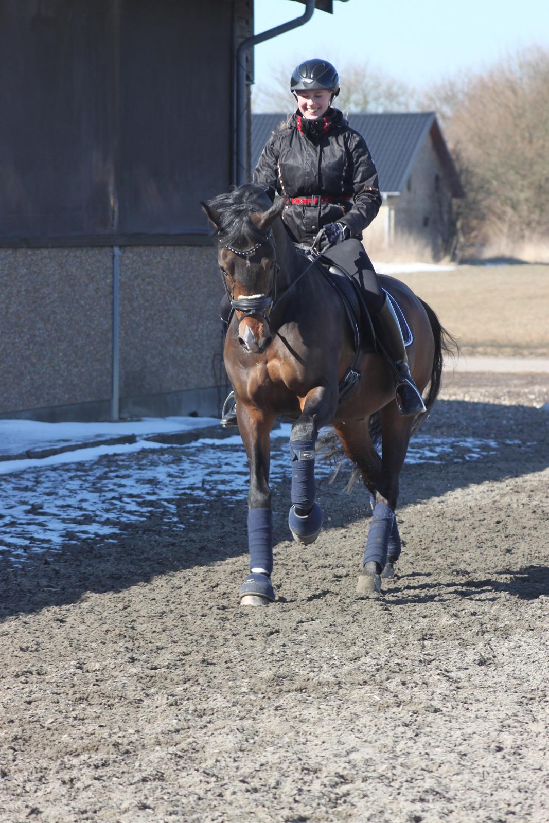 Tysk Sportspony Consider B-PONY - Anden april 2013 - vi nyder hinanden selvskab. Han er den bedste! Foto Signe Lin billede 20