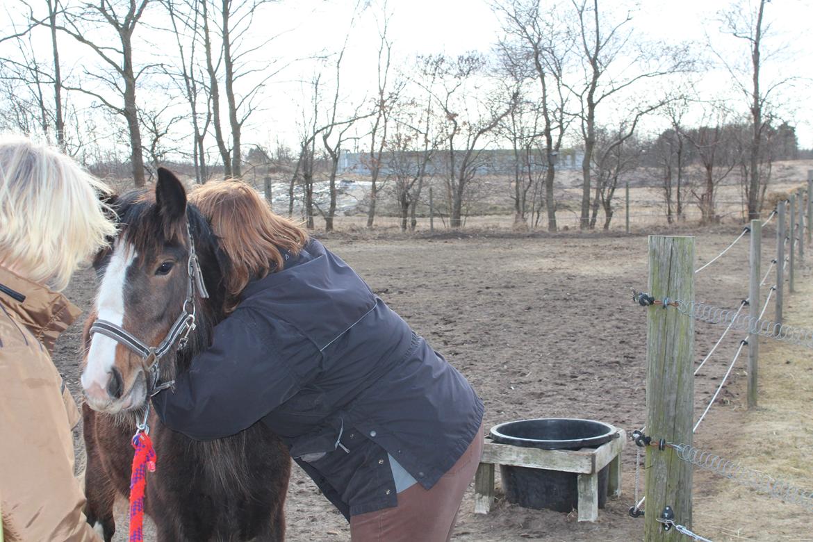 Irish Cob Lucy Caomh af Lærkegaarden - Lucy skal lige have en ordentlig krammer af mor Lone inden hun flytter. billede 5