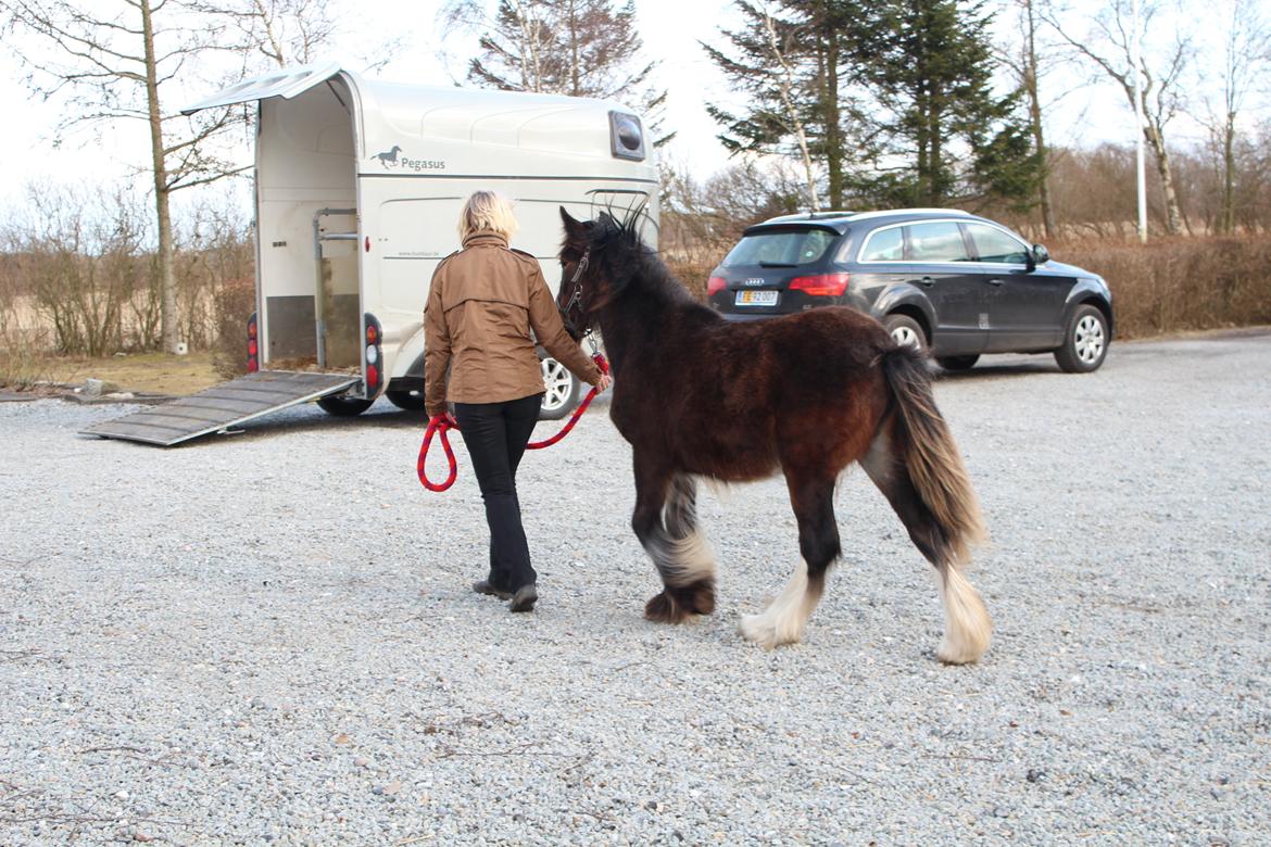 Irish Cob Lucy Caomh af Lærkegaarden - Okay, min nye mor er nu heller ikke værst, vi går lige hen og kikker på den underlige kasse. billede 6