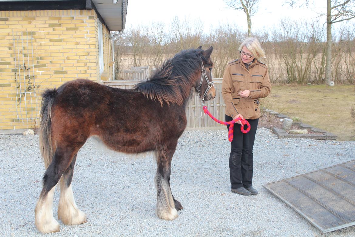 Irish Cob Lucy Caomh af Lærkegaarden - Nå, nå, får jeg en slikker for at gå op i den kasse, så skidt da. Er vi smuttet. billede 7