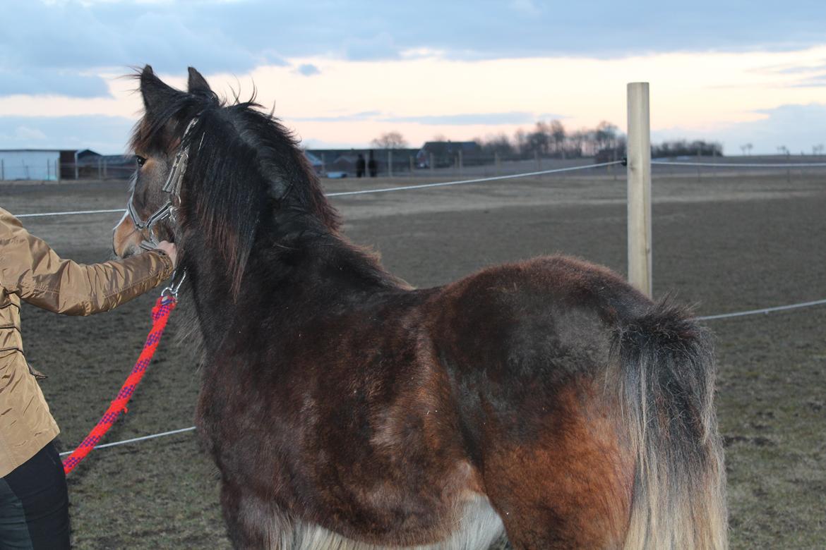 Irish Cob Lucy Caomh af Lærkegaarden - Holdaop sikken en masse vrinsken fra alle verdenshjørner. Der er jo heste alle stedet, wau hvor bliver det sjovt. billede 9