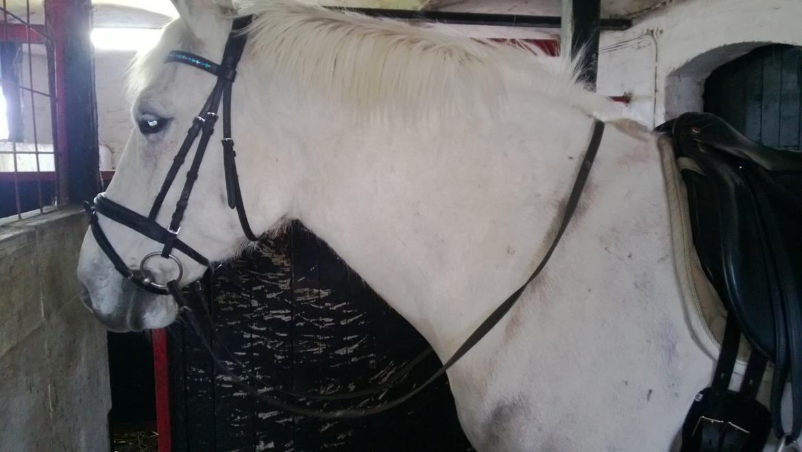 Anden særlig race Smokie billede 6