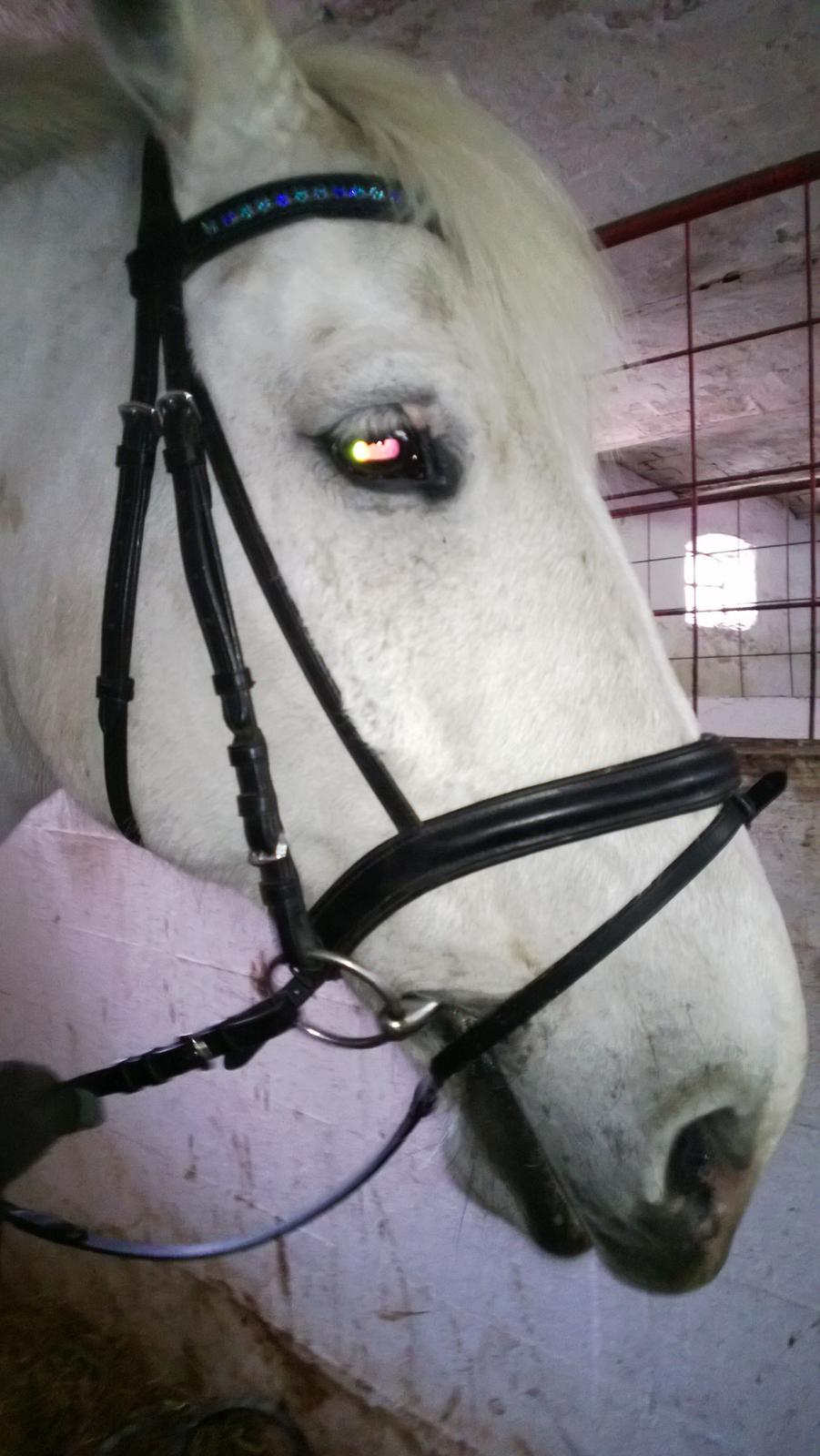 Anden særlig race Smokie billede 7